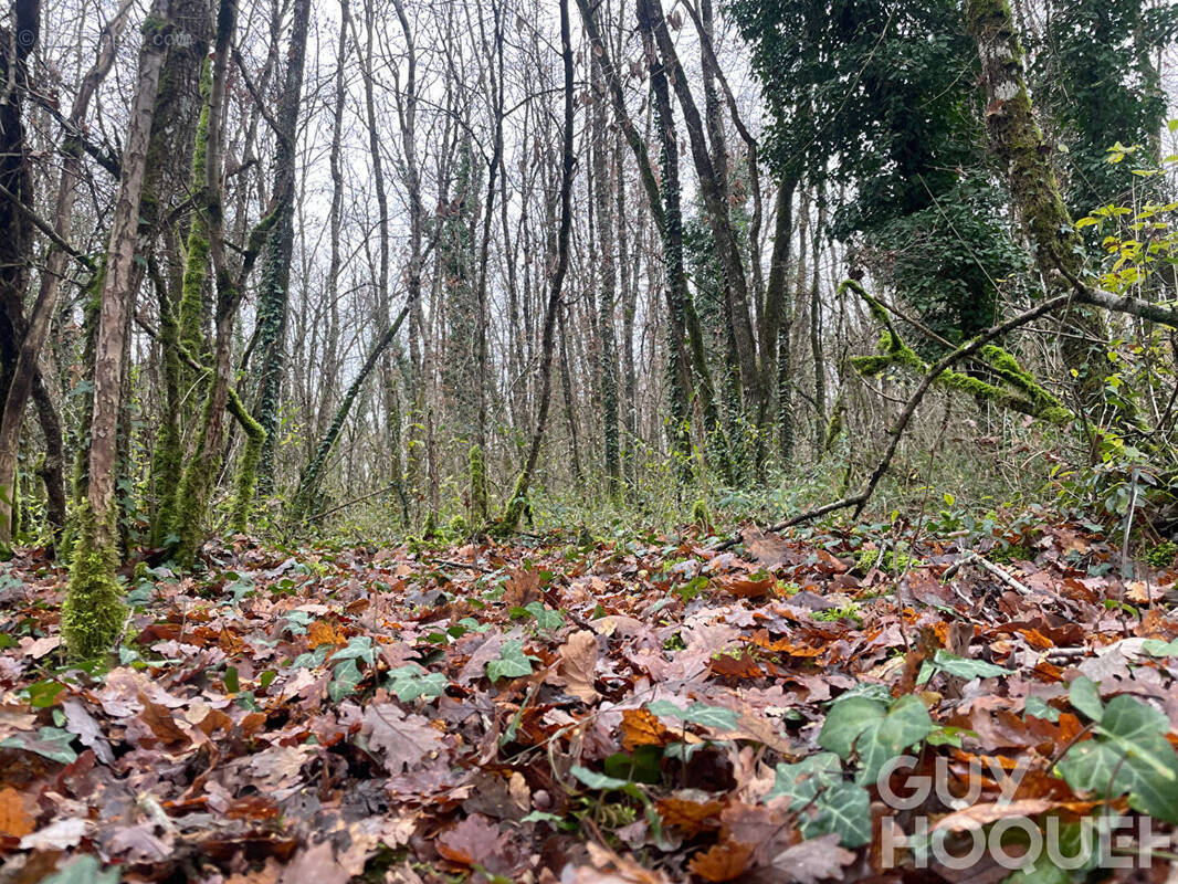 Terrain à MIGNE-AUXANCES