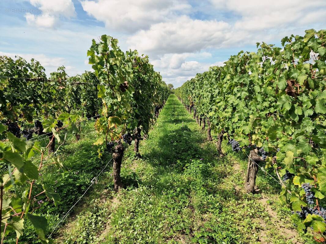 Maison à SAINT-EMILION