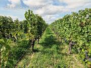 Maison à SAINT-EMILION