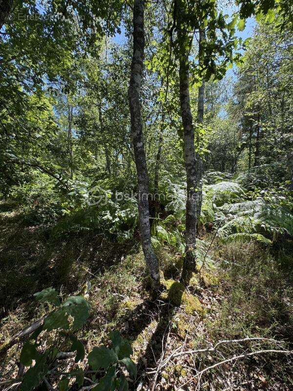 Terrain de 1646 m² - photo 7
