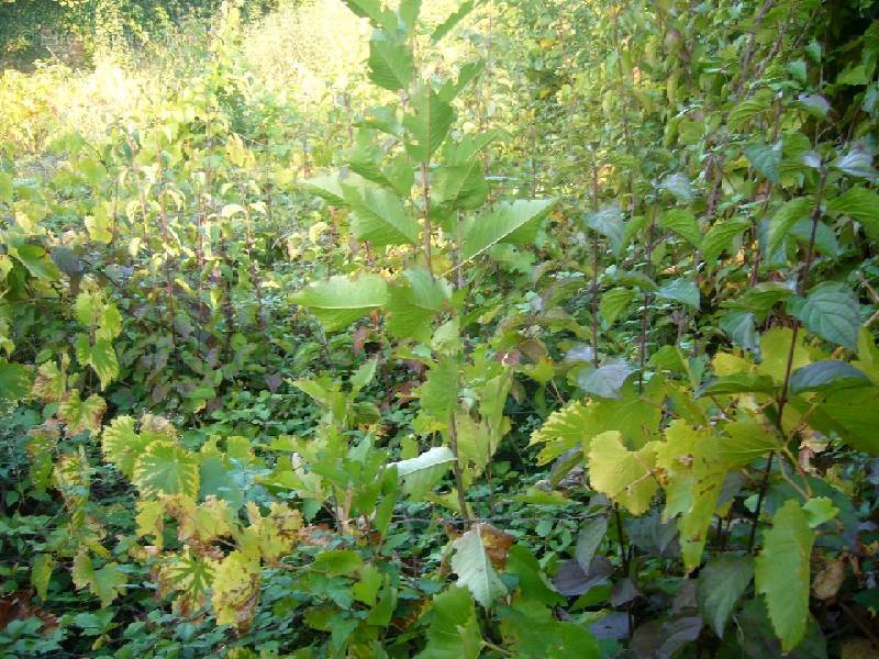 Terrain à CHATEAUNEUF-SUR-SARTHE