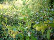 Terrain à CHATEAUNEUF-SUR-SARTHE
