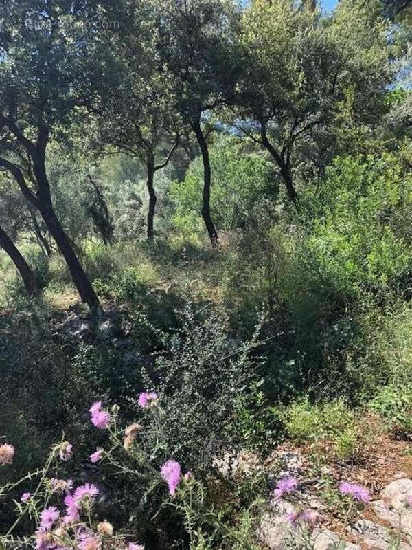 Photo 6 - Terrain à LA VALETTE-DU-VAR