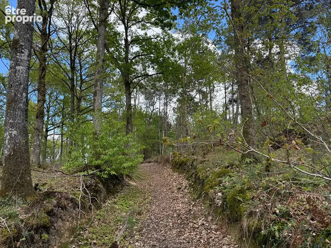 Foret de 18.5 hectares - entre le mans et alencon - photo 3
