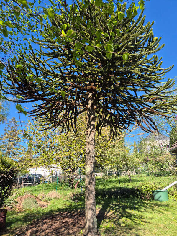Terrain à SAINT-MARTIN-DU-TERTRE
