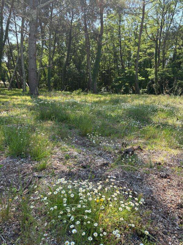 Terrain à SAINT-AUBIN-DE-MEDOC