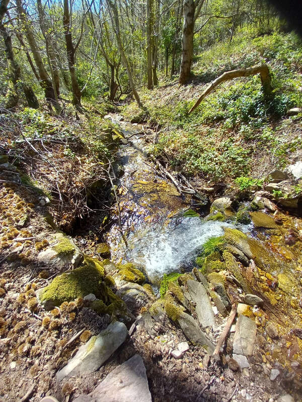 Unique ! ancienne Ferme à rénover sur 15Ha de patures et bois . - photo 5