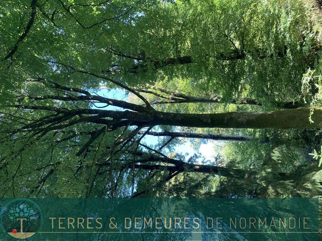Dans le CALVADOS, secteur de VIRE (14500) A vendre bois de 3ha 69 a d'un seul tenant - photo 7