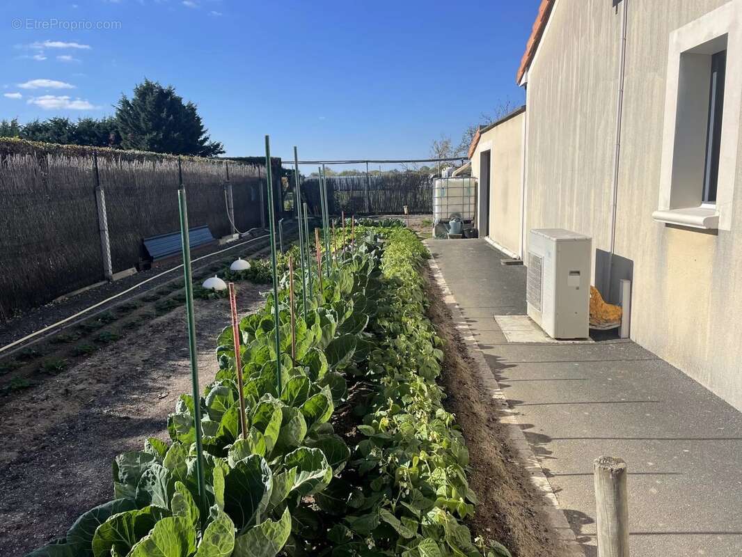 Maison à MONTREUIL-BELLAY