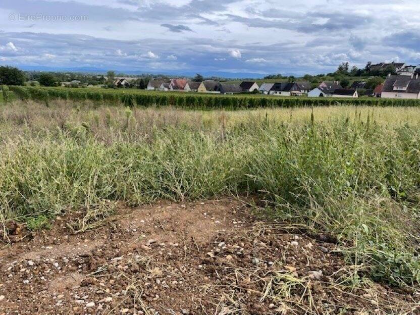 Terrain à BEBLENHEIM