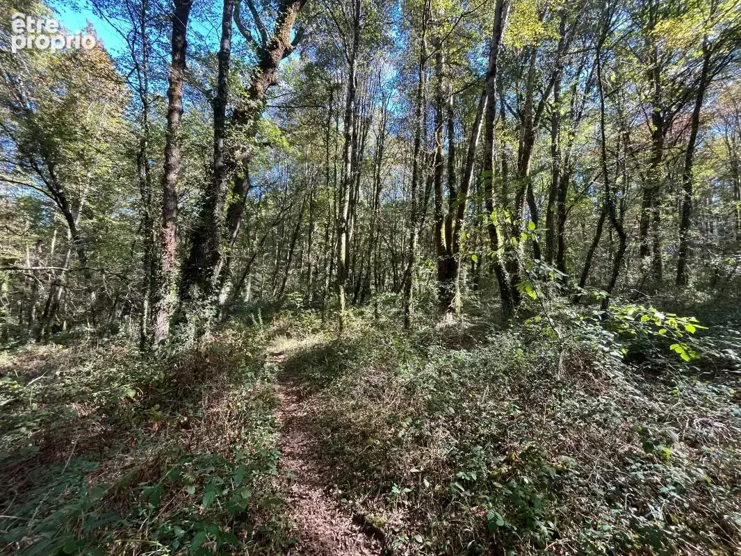 Belle parcelle de bois - AGENCE ORPI BRIVE - photo 5