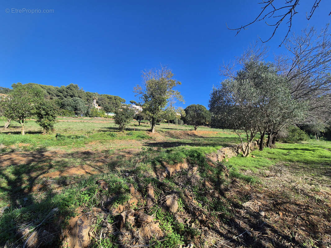 Terrain à LE PRADET