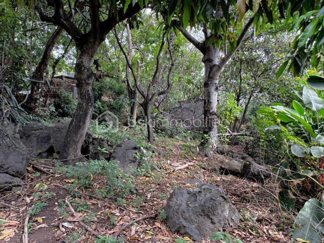 Terrain à SAINT-LEU