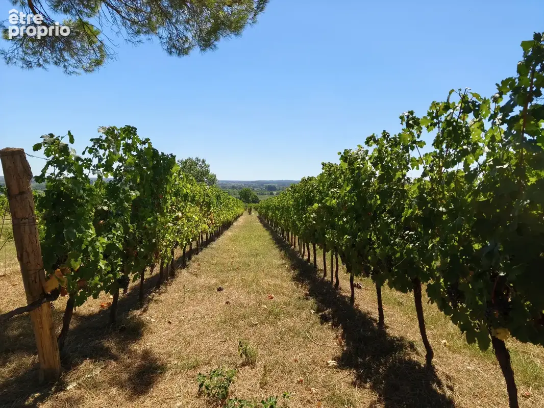Propriété viticole avec maison, dépendances et vignoble ! - photo 5