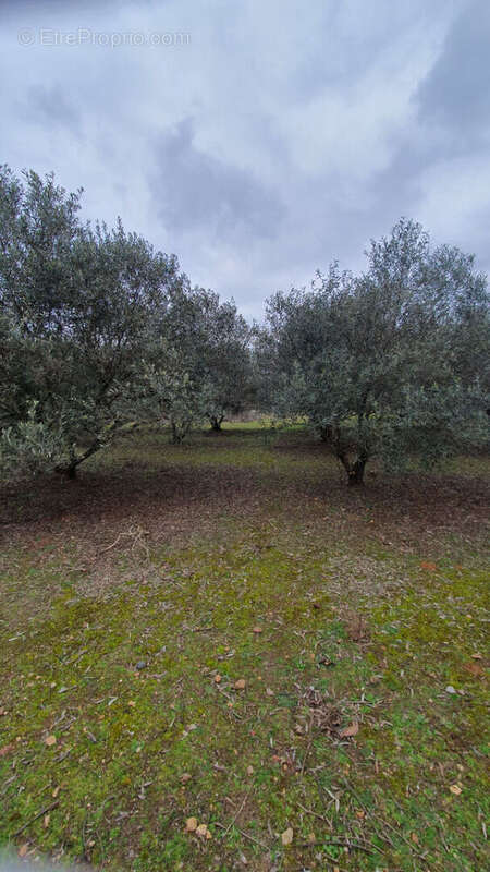 Terrain arbore - photo 4