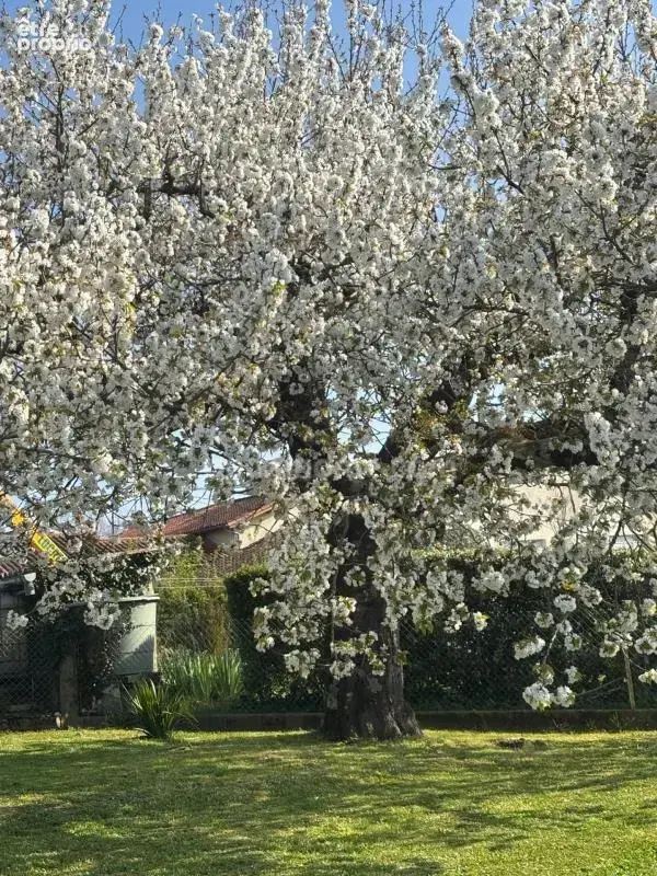Maison de plain-pied avec garage et un jardin arboré à Saint-Cybard, Angoulême - photo 7