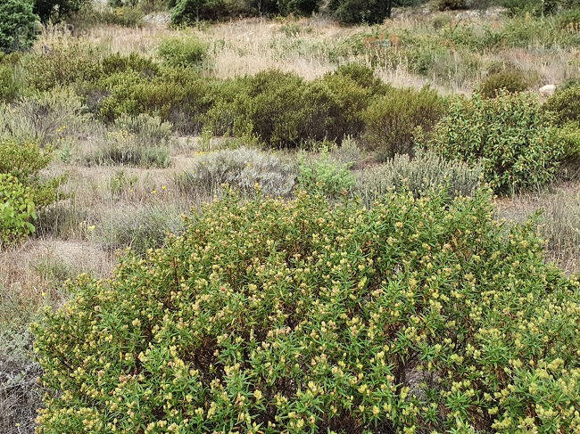 Terrain à RIVESALTES