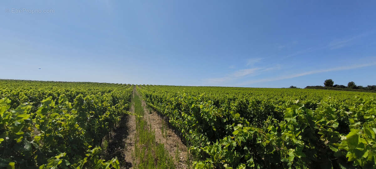 Maison et domaine viticole sur 57 hectares - vignes en aop - photo 17