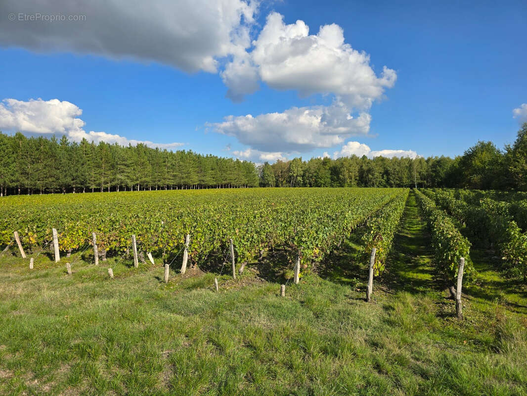 Terrain à FONTGUENAND