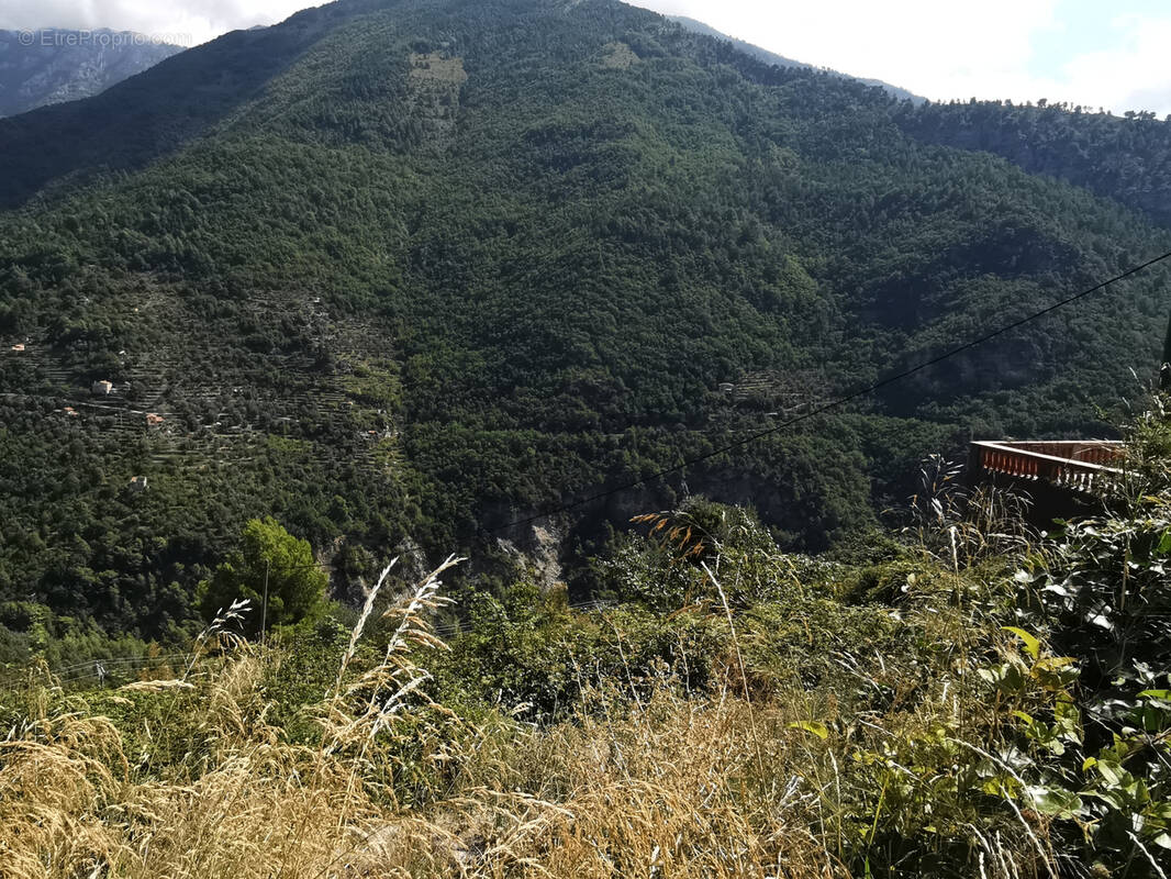 Terrain à BREIL-SUR-ROYA
