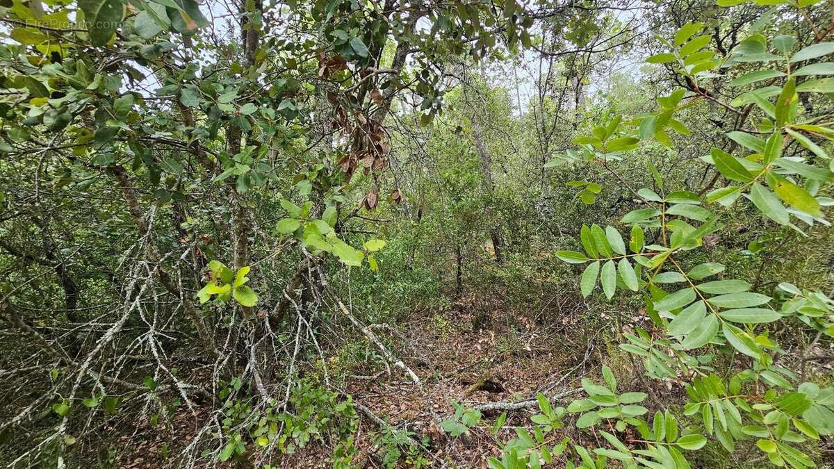 Photo 3 - Terrain à SILLANS-LA-CASCADE