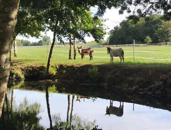 PADDOCK - Maison à CHENON
