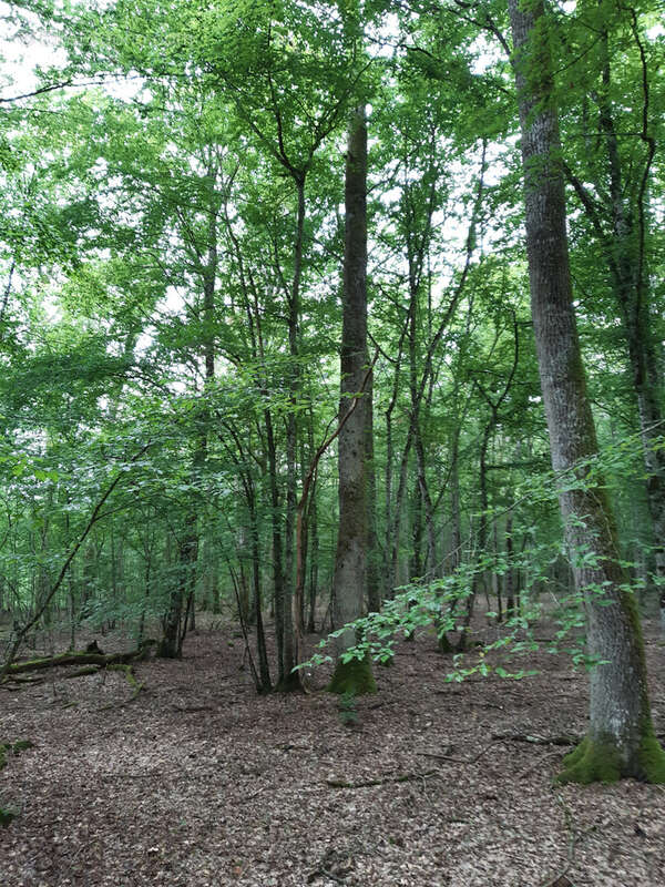 Terrain à TOUL