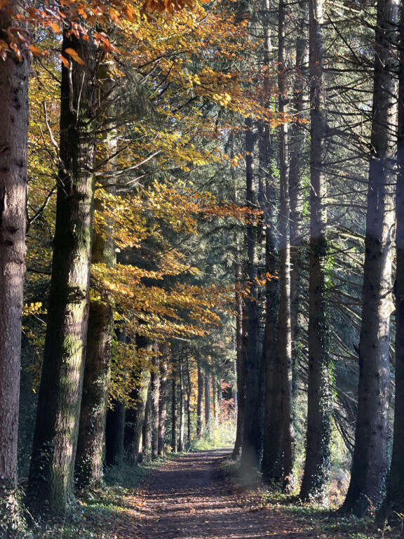 chemin - Maison à SAISSAC