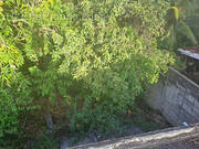 Terrain à SCHOELCHER