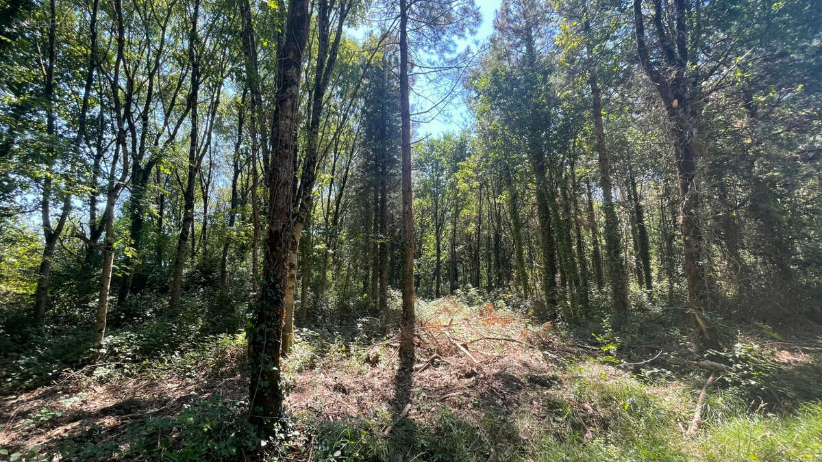 Terrain à SAINT-CHRISTOPHE-DU-LIGNERON