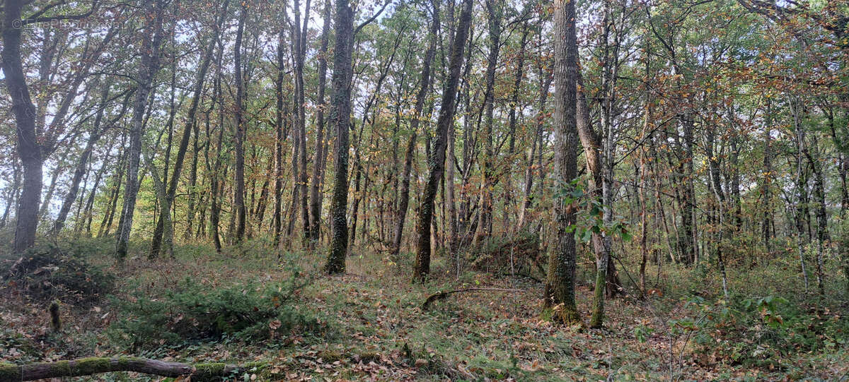 Terrain à SEPTFONDS