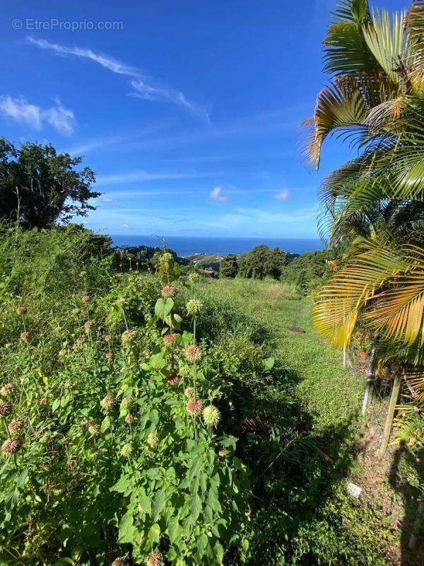 Terrain à LE MORNE-VERT