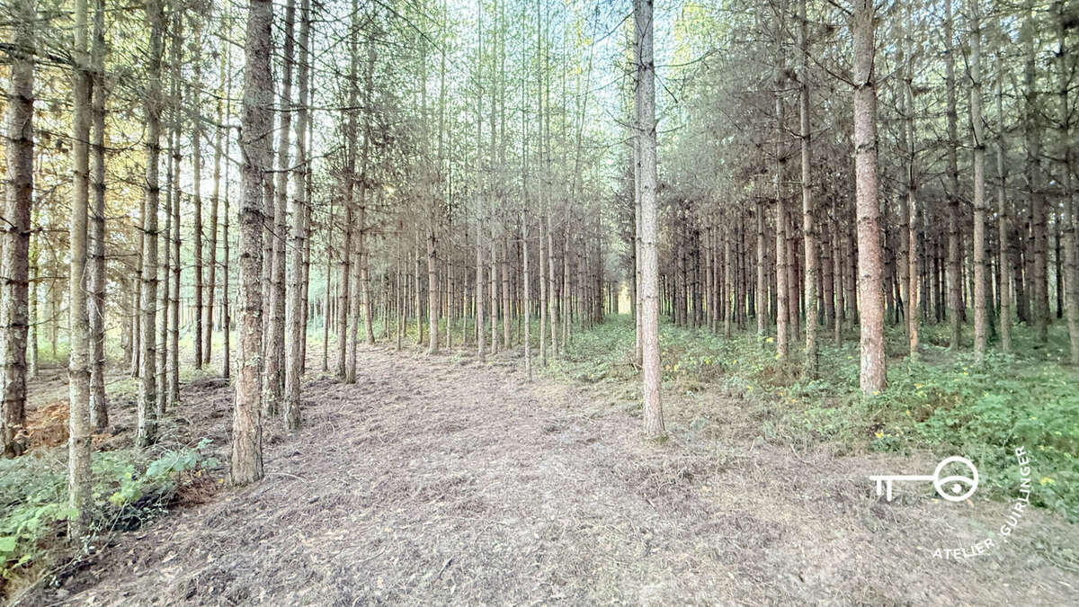 Terrain à NEUNG-SUR-BEUVRON
