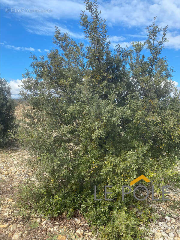 Terrain à SAINTE-CECILE-LES-VIGNES