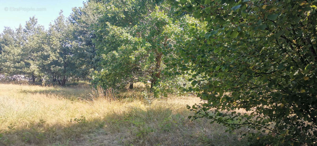 Terrain a batir negrepelisse - photo 3