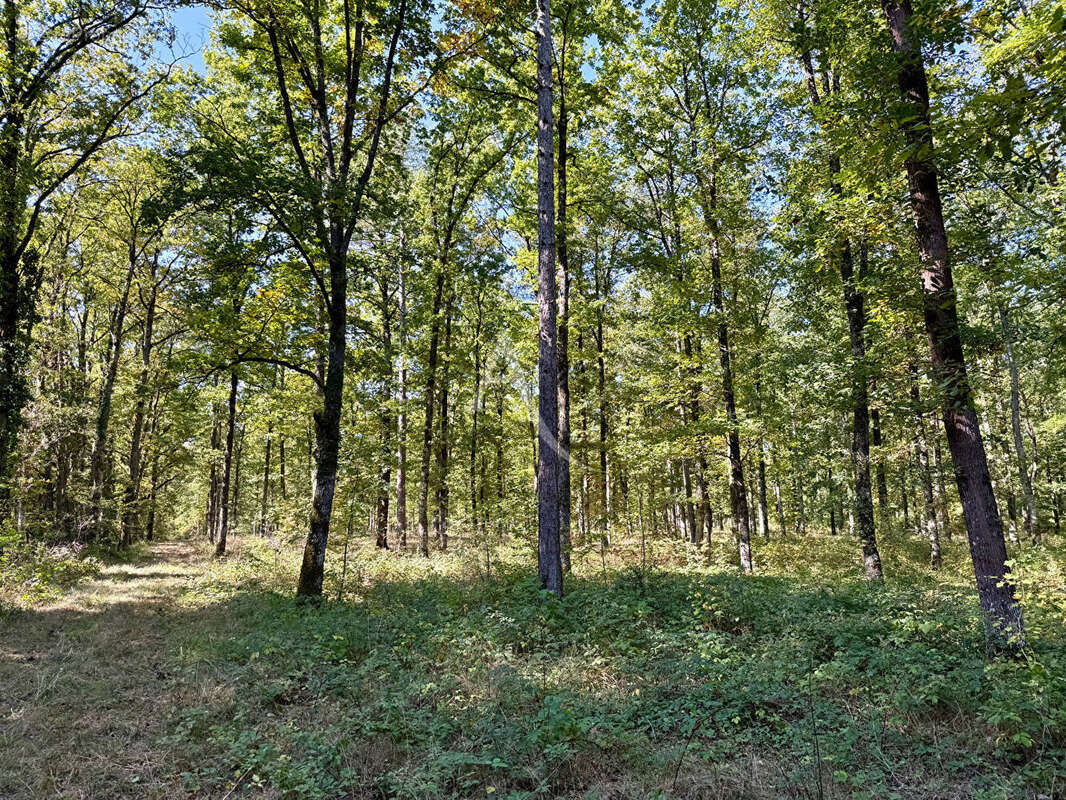 Terrain à LA FERTE-SAINT-AUBIN