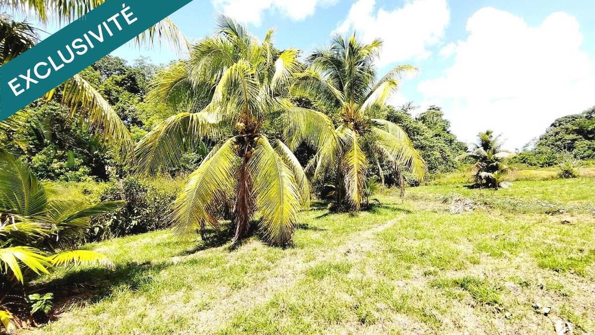 Photo 1 - Maison à MATOURY