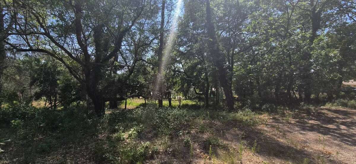 Terrain de 7000m² avec cabanon et 1100m² de - photo 3
