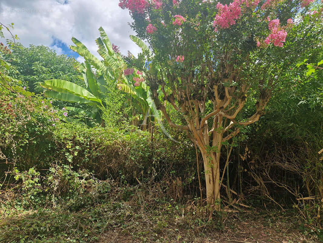 Maison à SAINT-CESAIRE