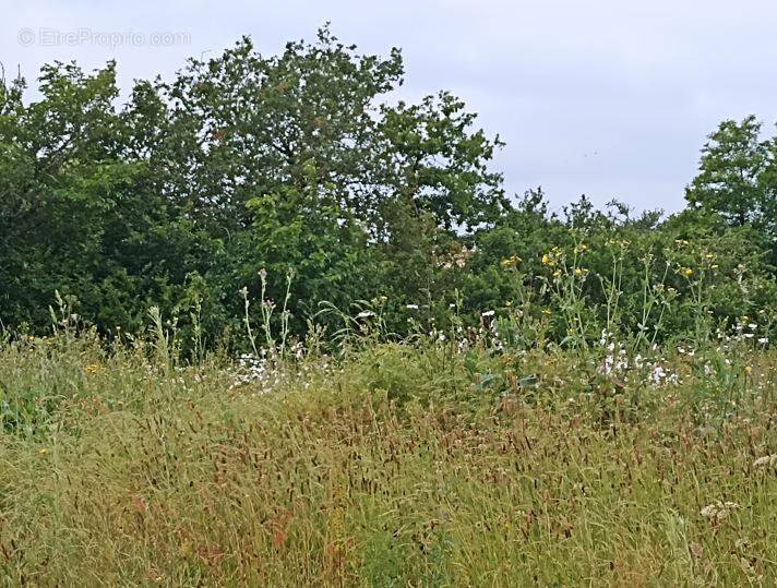 Terrain à PREFAILLES