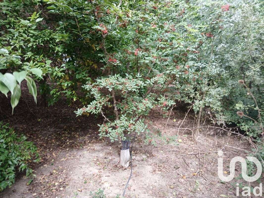 Photo 4 - Terrain à BEZOUCE