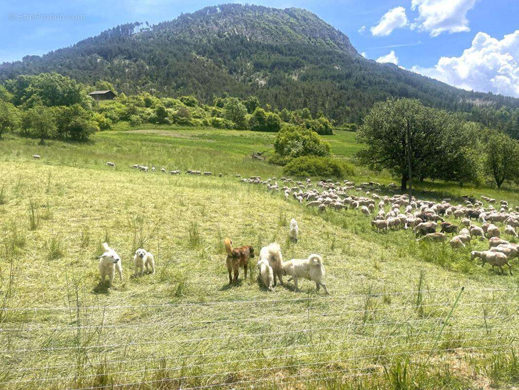 Terrain à SAINT-LIONS