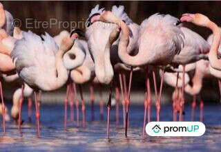 Maison à BELLEGARDE