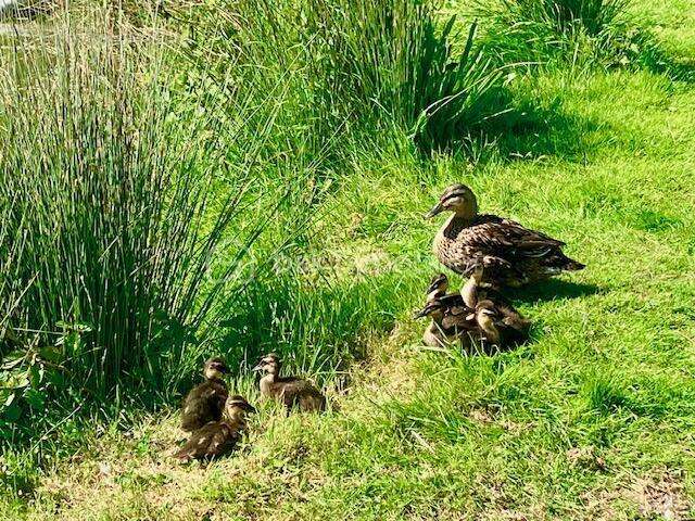 Maison à GRAVELINES