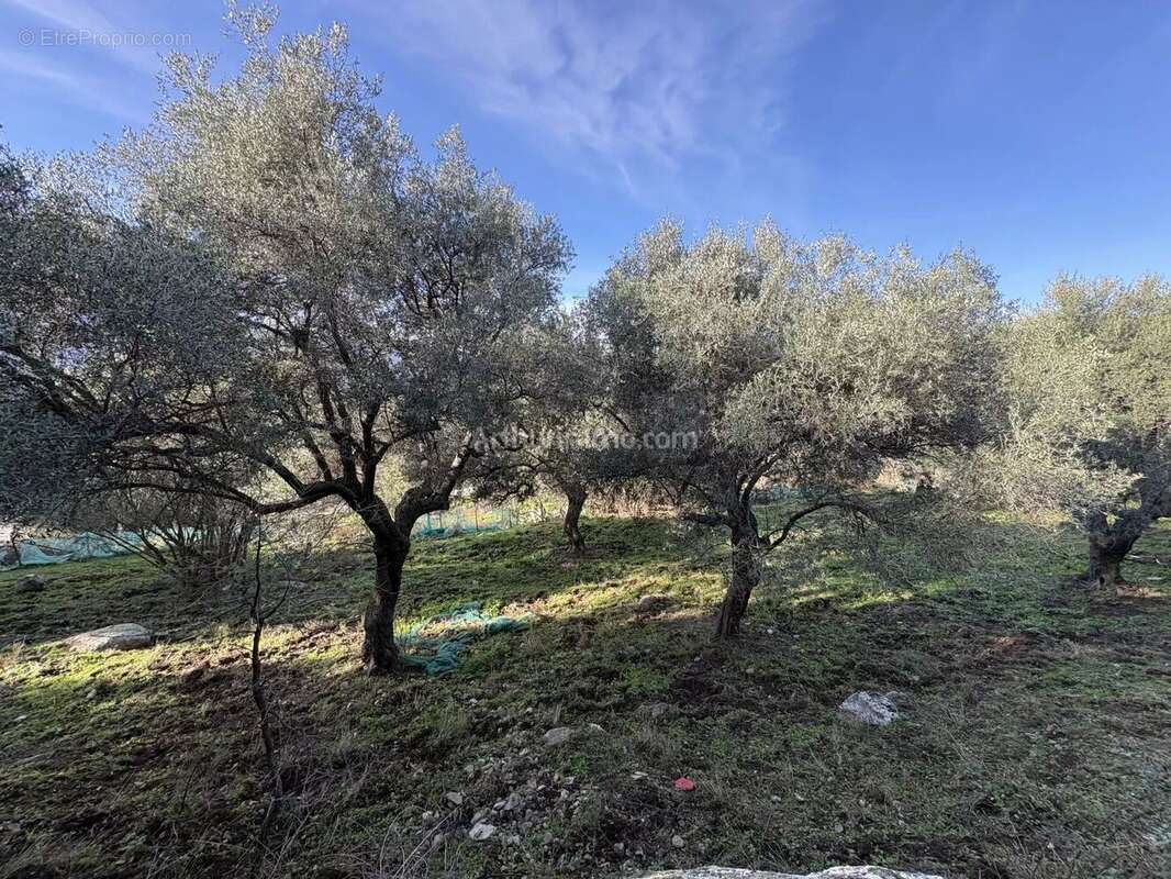 Terrain à MONTEGROSSO