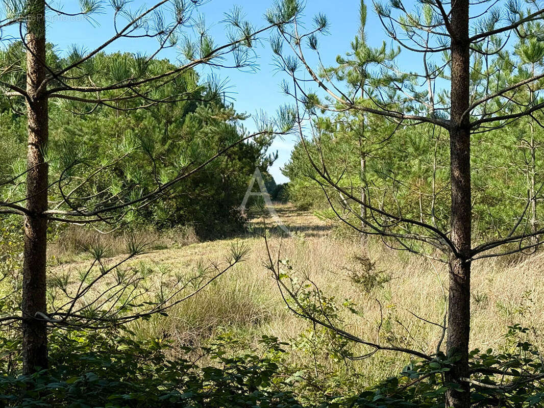 Terrain à LA FERTE-SAINT-AUBIN