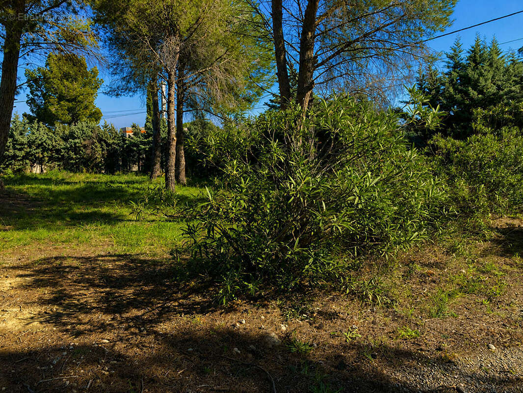 Terrain à MONTESQUIEU-DES-ALBERES