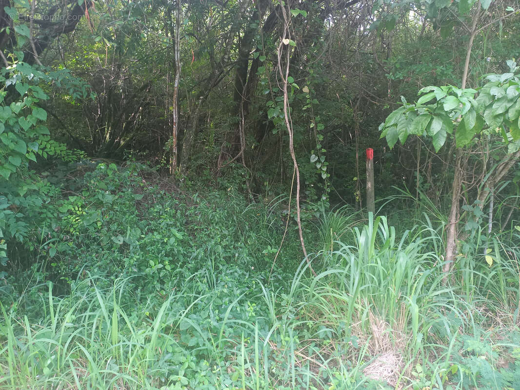 Terrain à BOUILLANTE