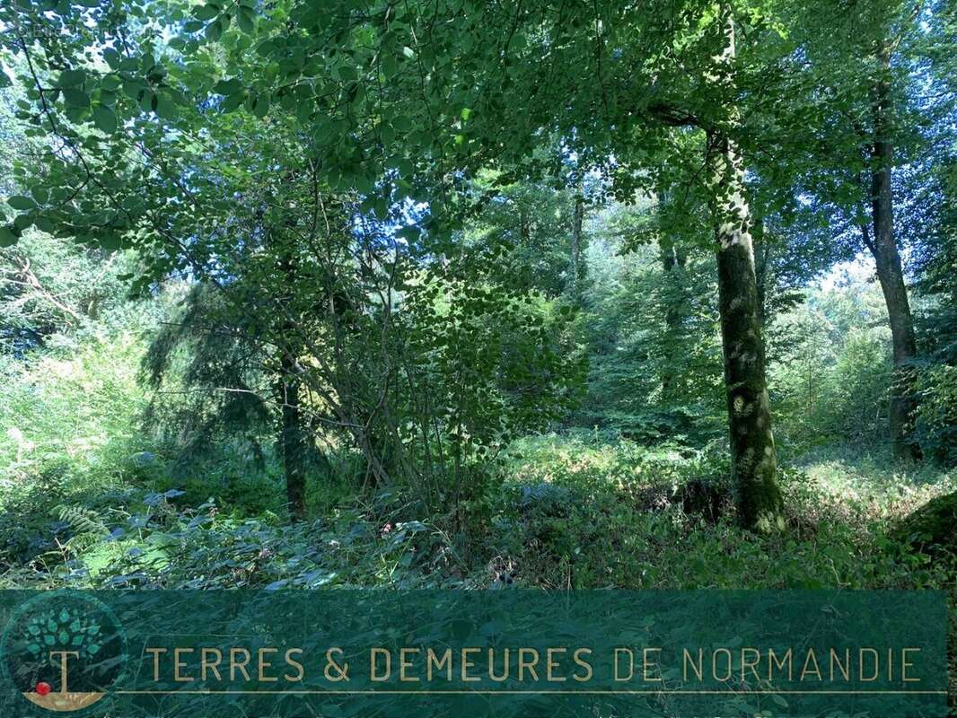 Dans le CALVADOS, secteur de VIRE (14500) A vendre bois de 3ha 69 a d'un seul tenant - photo 14