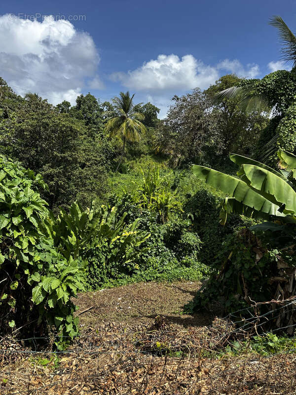 Maison à CAPESTERRE-BELLE-EAU